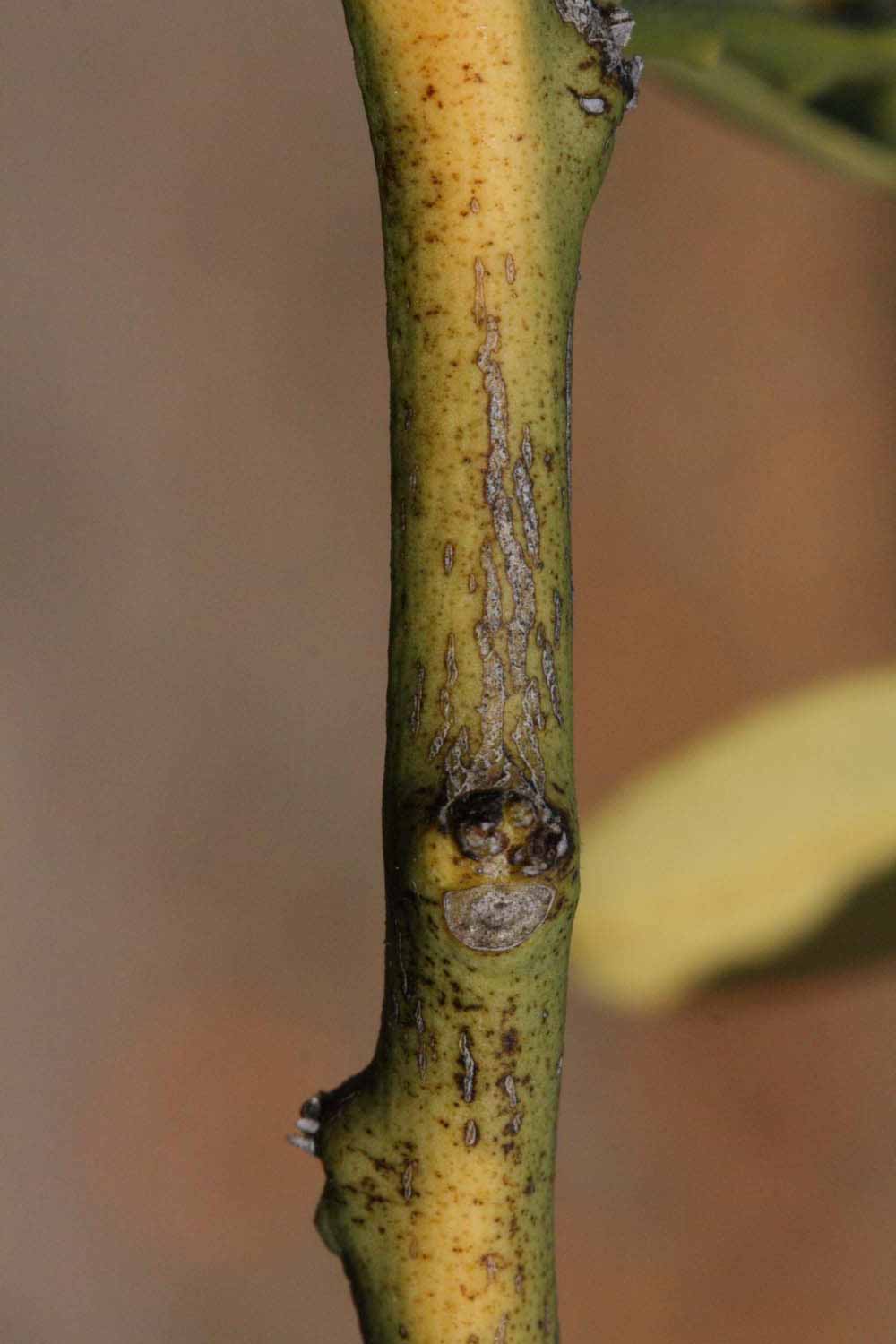              Second - third year twig (Riverside,   CA)       